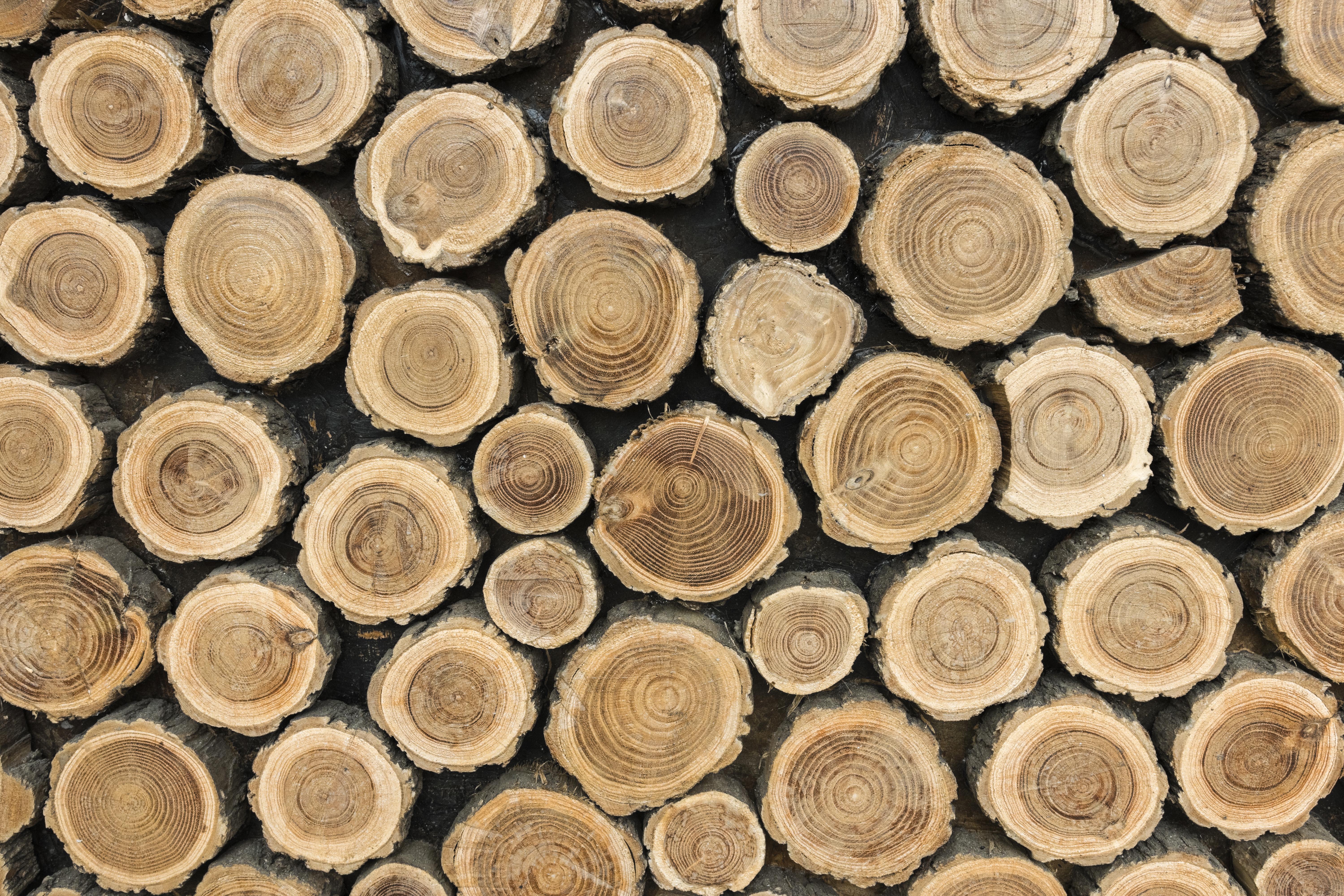 [EFE] Évaluation des potentialités de développement d’une filière bois chimie